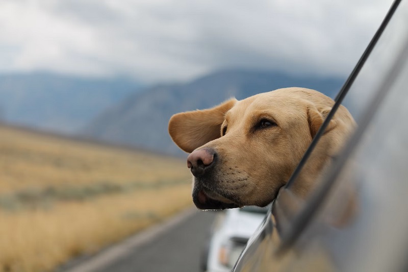 ¿Puedo llevar mascotas en las autocaravanas, caravanas y furgonetas camper?